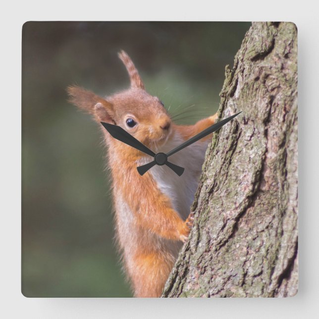 Squirrel clock (Front)