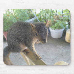 Squirrel Close Up Mousepad