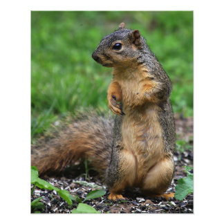 Squirrel Close Up Photo Print