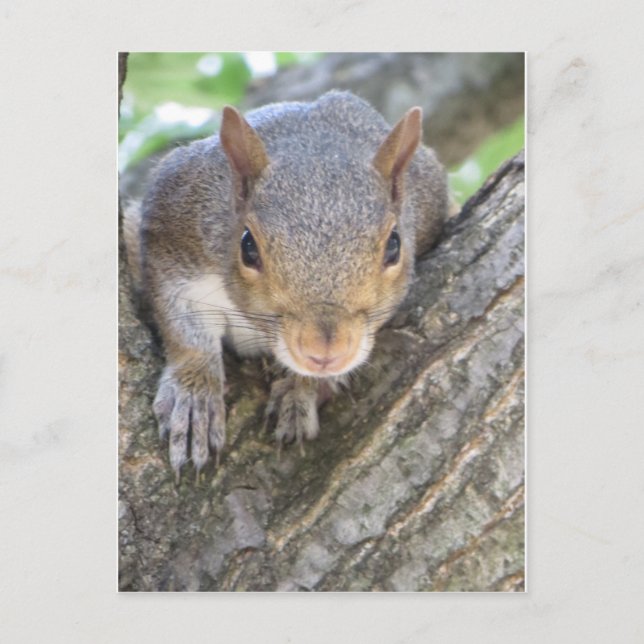 Squirrel Close Up Postcard (Front)