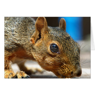 Squirrel Closeup Eating
