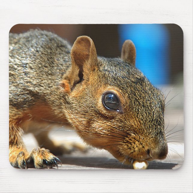 Squirrel Closeup Eating Mouse Mat (Front)