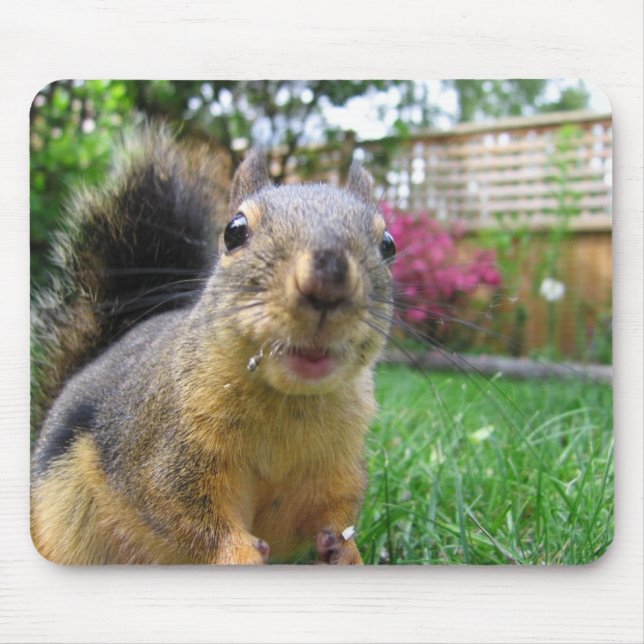 Squirrel Closeup Mouse Mat (Front)