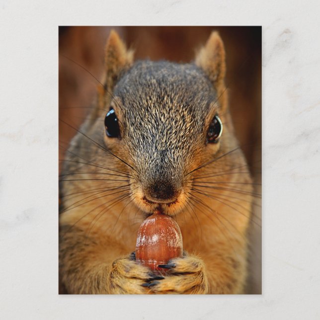 Squirrel Closeup with Nut 2 Postcard (Front)