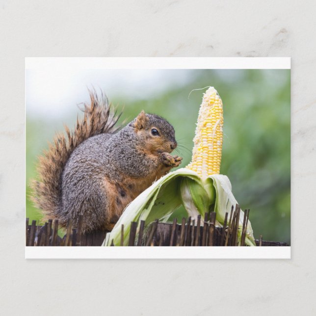 Squirrel Corn Postcard (Front)