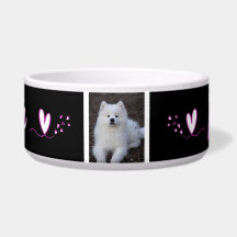 Squirrel, dog bowl, cat, c animal