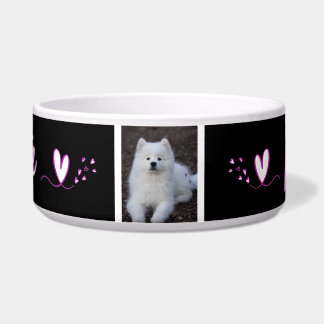 Squirrel, dog bowl, cat, c animal