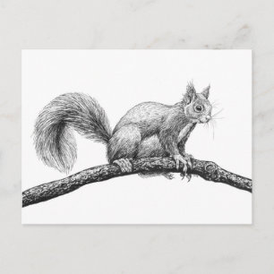 Squirrel drawing postcard