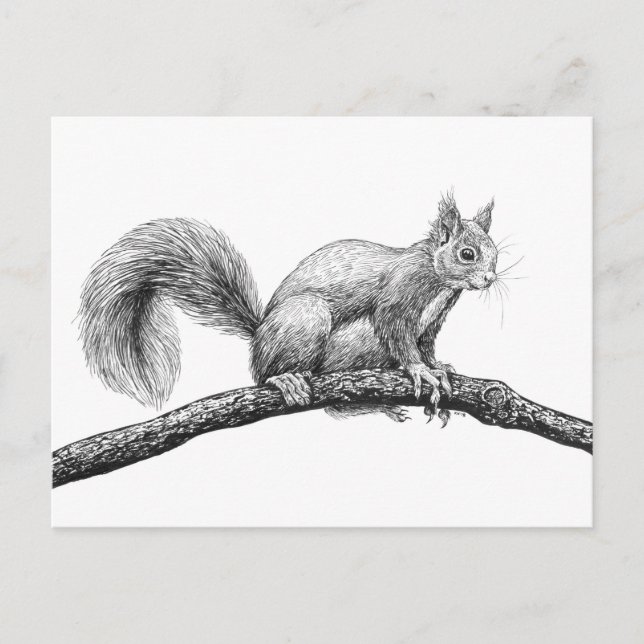 Squirrel drawing postcard (Front)
