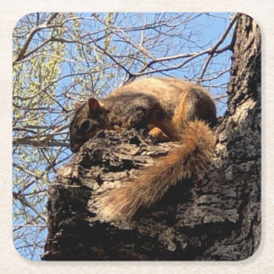 Squirrel Drink Coaster