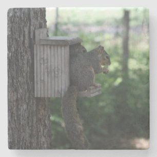 Squirrel Drink Coaster