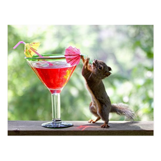 Squirrel Drinking Cocktail Postcard