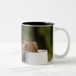 Squirrel drinking from coffee cup at Indian