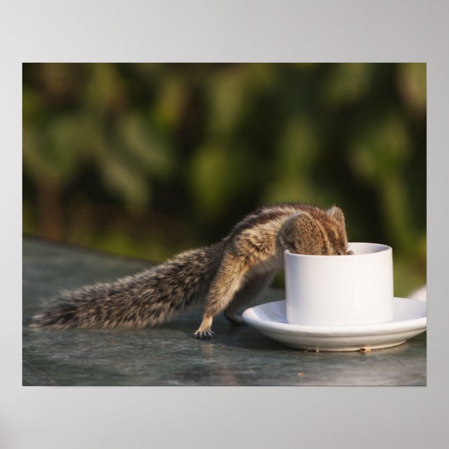 Squirrel drinking from coffee cup at Indian Poster (Front)
