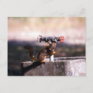Squirrel drinking postcard