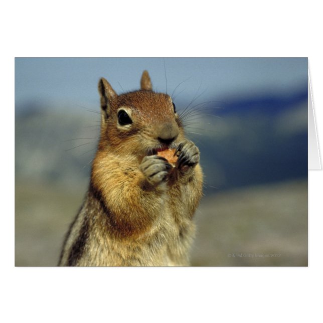 Squirrel eating (Front Horizontal)