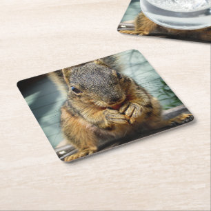 Squirrel Eating 1 Square Paper Coaster