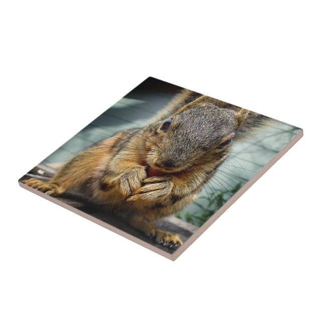 Squirrel Eating 1 Tile (Side)