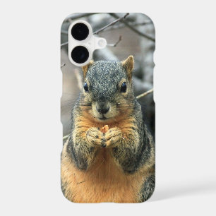 Squirrel Eating a Nut