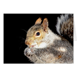 Squirrel eating a nut