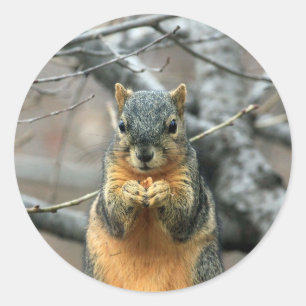 Squirrel Eating a Nut Classic Round Sticker