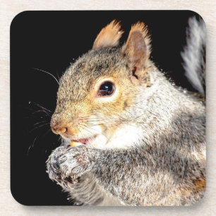 Squirrel eating a nut coaster