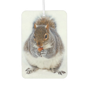 Squirrel Eating a Nut in Winter Snow Car Air Freshener