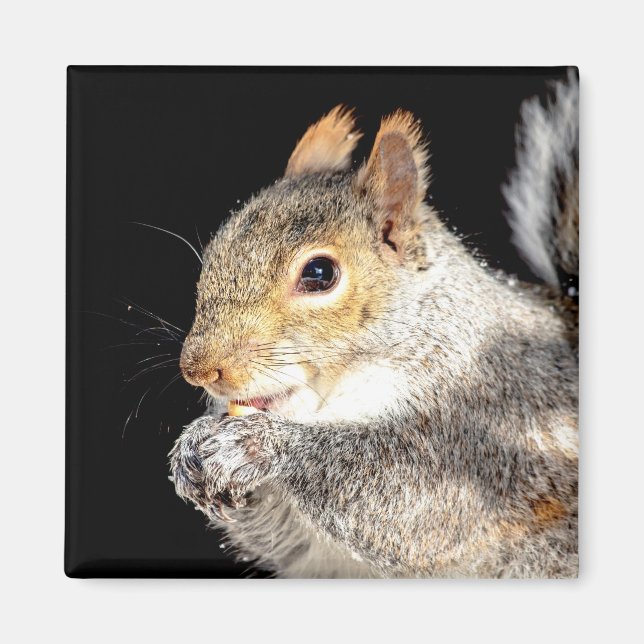 Squirrel eating a nut magnet (Front)