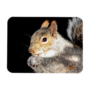 Squirrel eating a nut magnet