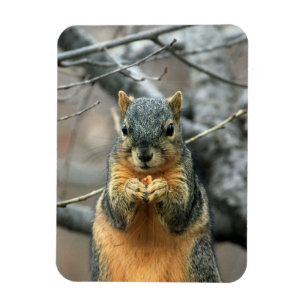 Squirrel Eating a Nut Magnet