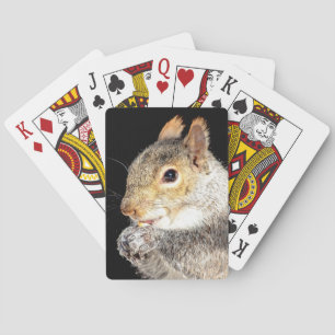 Squirrel eating a nut playing cards