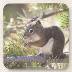 Squirrel eating a pine cone 2 coaster