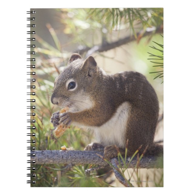 Squirrel eating a pine cone 2 notebook (Front)