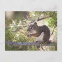 Squirrel eating a pine cone 2