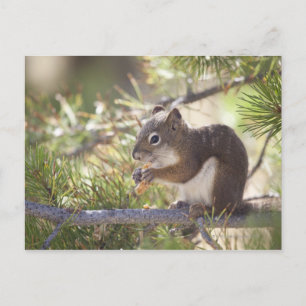 Squirrel eating a pine cone 2 postcard