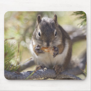 Squirrel eating a pine cone mouse mat