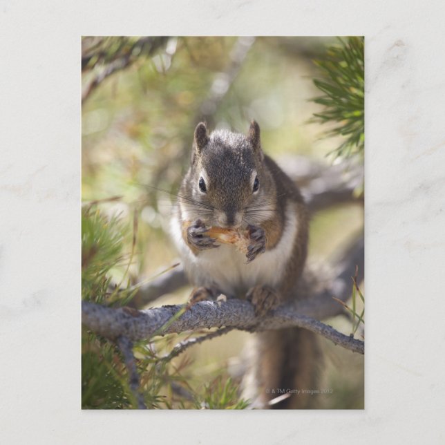 Squirrel eating a pine cone postcard (Front)