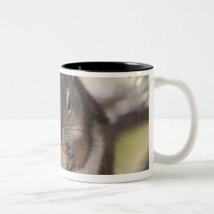 Squirrel eating a pine cone Two-Tone coffee mug