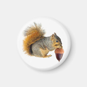 Squirrel Eating Acorn Magnet
