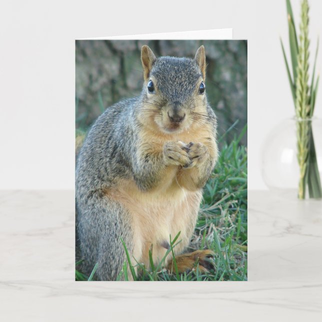 Squirrel Eating Acorns All Occasions Card (Front)