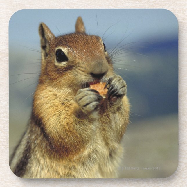 Squirrel eating coaster (Front)