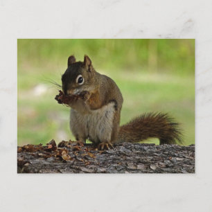 Squirrel eating Cone Postcard