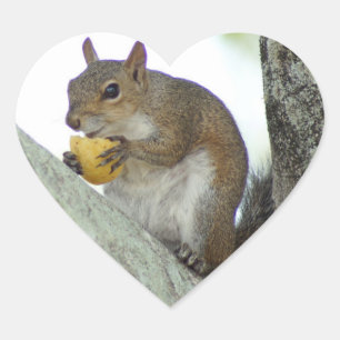 Squirrel eating Corn chip Stickers