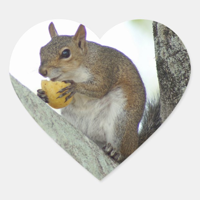 Squirrel eating Corn chip Stickers (Front)