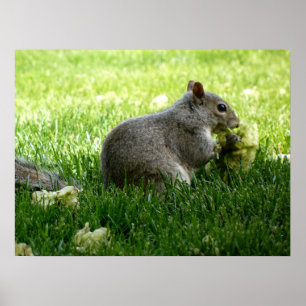 Squirrel eating Flowers Poster