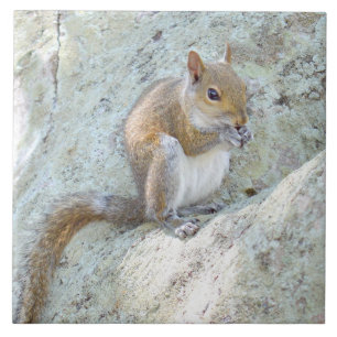 Squirrel eating food Tile