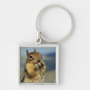 Squirrel eating key ring