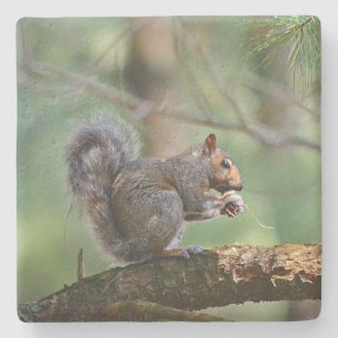 Squirrel Eating Lunch Stone Coaster