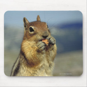 Squirrel eating mouse mat