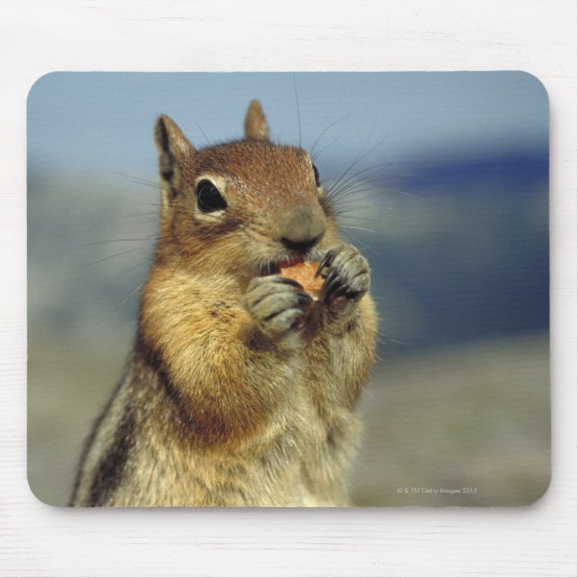Squirrel eating mouse mat (Front)
